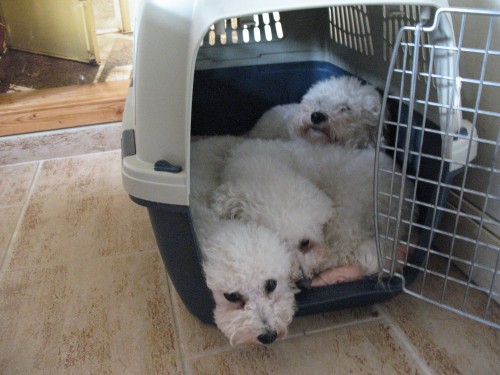 Na obrázku jsou naše holky a Adélka při odpočinku a protože je přepravka v kuchyni, kde všichni sedíme, (a tím pádem na nás dobře vidí ). je v ní docela "nával" , že   